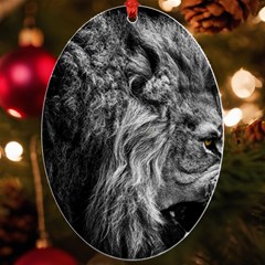 Angry Male Lion Wild Animal Uv Print Acrylic Ornament Oval by Loisa77