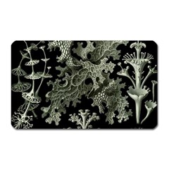 Weave Haeckel Lichenes Photobionten Magnet (rectangular)