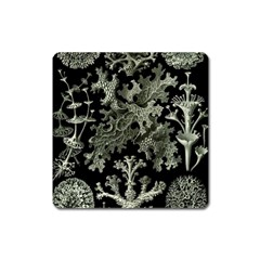 Weave Haeckel Lichenes Photobionten Square Magnet