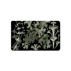 Weave Haeckel Lichenes Photobionten Magnet (name Card)