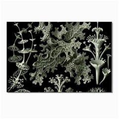 Weave Haeckel Lichenes Photobionten Postcards 5  X 7  (pkg Of 10)