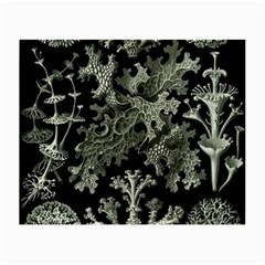 Weave Haeckel Lichenes Photobionten Small Glasses Cloth by Cemarart