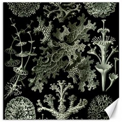 Weave Haeckel Lichenes Photobionten Canvas 12  X 12 