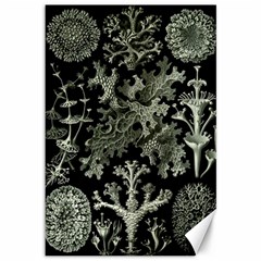 Weave Haeckel Lichenes Photobionten Canvas 12  X 18  by Cemarart