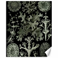 Weave Haeckel Lichenes Photobionten Canvas 16  X 20 