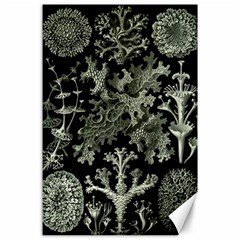 Weave Haeckel Lichenes Photobionten Canvas 24  X 36 