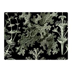 Weave Haeckel Lichenes Photobionten Two Sides Premium Plush Fleece Blanket (mini)