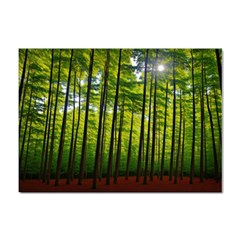 Green Forest Jungle Trees Nature Sunny Sticker A4 (10 Pack) by Ravend