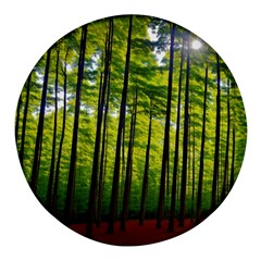 Green Forest Jungle Trees Nature Sunny Round Glass Fridge Magnet (4 Pack) by Ravend