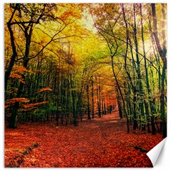 Forest Woods Autumn Nature Canvas 20  X 20 