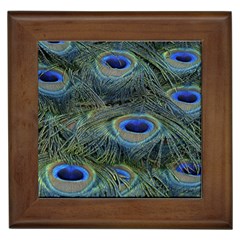 Peacock Feathers Details Framed Tile