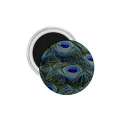 Peacock Feathers Details 1.75  Magnets