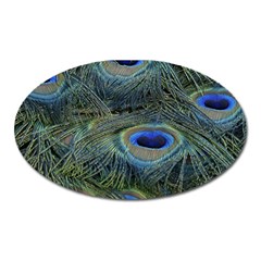 Peacock Feathers Details Oval Magnet