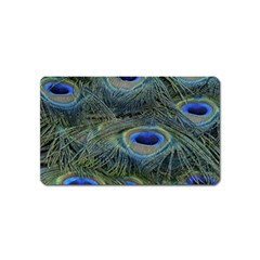 Peacock Feathers Details Magnet (Name Card)