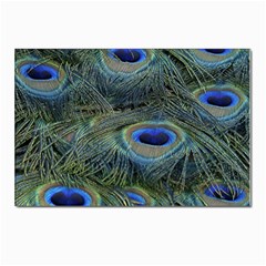 Peacock Feathers Details Postcards 5  X 7  (pkg Of 10) by Loisa77