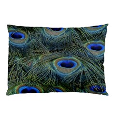 Peacock Feathers Details Pillow Case