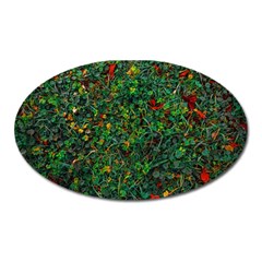 Grass Nature Meadow Oval Magnet