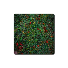 Grass Nature Meadow Square Magnet