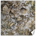 Fossilized Seashell Texture Print Design Bk Canvas 12  x 12  11.4 x11.56  Canvas - 1