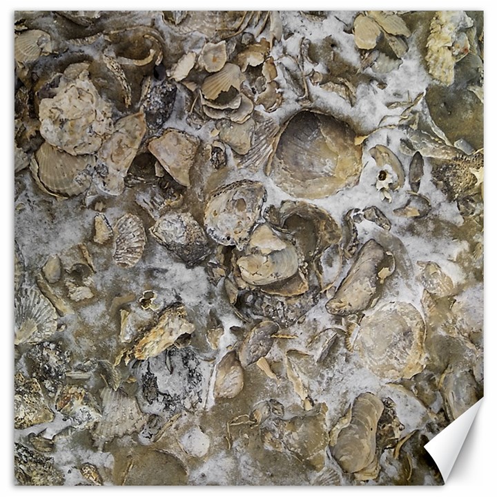 Fossilized Seashell Texture Print Design Bk Canvas 12  x 12 