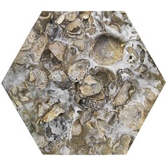 Fossilized Seashell Texture Print Design Bk Wooden Puzzle Hexagon by dflcprintsclothing