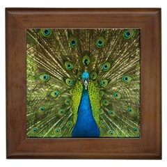 Peacock Feathers Bird Plumage Framed Tile by Perong