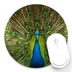 Peacock Feathers Bird Plumage Round Mousepad