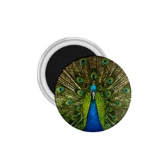 Peacock Feathers Bird Plumage 1.75  Magnets