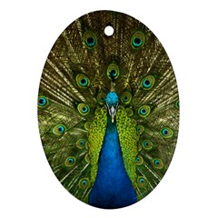 Peacock Feathers Bird Plumage Ornament (oval) by Perong