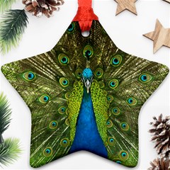 Peacock Feathers Bird Plumage Ornament (Star)