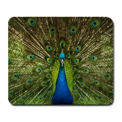 Peacock Feathers Bird Plumage Large Mousepad