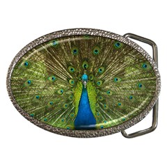 Peacock Feathers Bird Plumage Belt Buckles