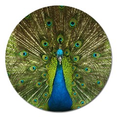 Peacock Feathers Bird Plumage Magnet 5  (round)