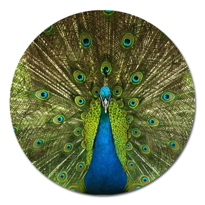 Peacock Feathers Bird Plumage Magnet 5  (Round)