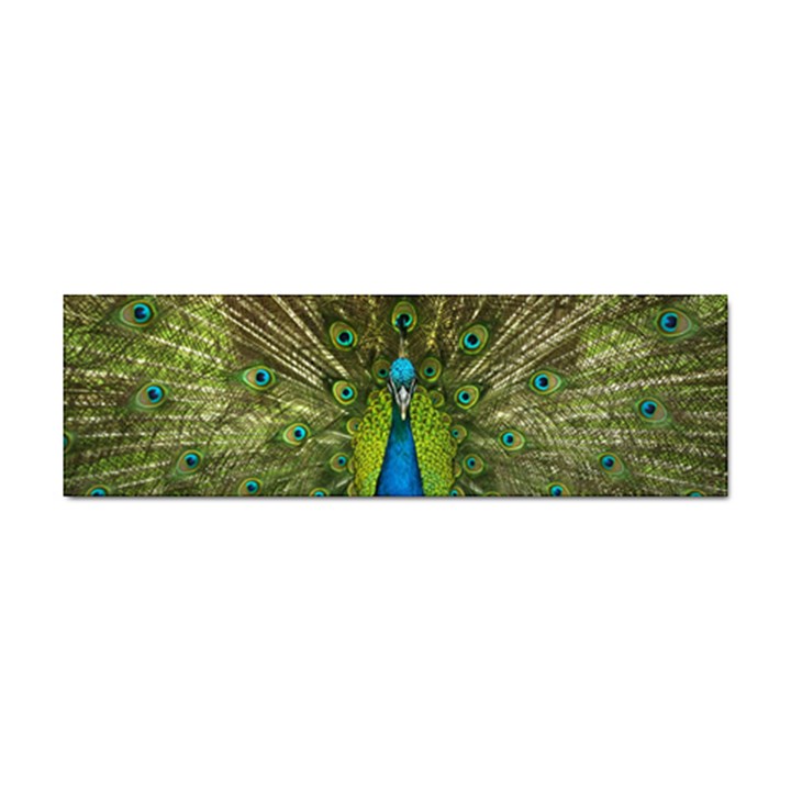 Peacock Feathers Bird Plumage Sticker Bumper (10 pack)