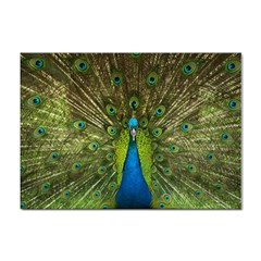 Peacock Feathers Bird Plumage Sticker A4 (10 Pack) by Perong