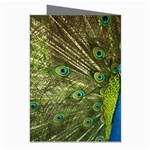 Peacock Feathers Bird Plumage Greeting Cards (Pkg of 8) Right