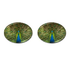 Peacock Feathers Bird Plumage Cufflinks (Oval)