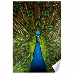 Peacock Feathers Bird Plumage Canvas 24  X 36 