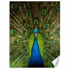 Peacock Feathers Bird Plumage Canvas 36  X 48 