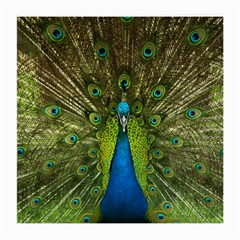 Peacock Feathers Bird Plumage Medium Glasses Cloth