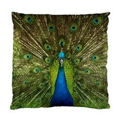 Peacock Feathers Bird Plumage Standard Cushion Case (Two Sides)