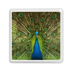 Peacock Feathers Bird Plumage Memory Card Reader (square)