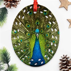 Peacock Feathers Bird Plumage Ornament (oval Filigree) by Perong