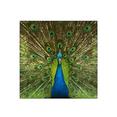 Peacock Feathers Bird Plumage Satin Bandana Scarf 22  X 22 