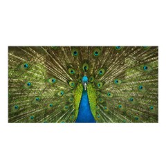 Peacock Feathers Bird Plumage Satin Shawl 45  x 80 