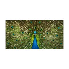 Peacock Feathers Bird Plumage Yoga Headband