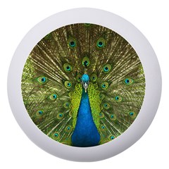 Peacock Feathers Bird Plumage Dento Box with Mirror