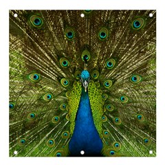 Peacock Feathers Bird Plumage Banner And Sign 4  X 4 