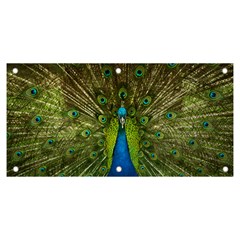 Peacock Feathers Bird Plumage Banner and Sign 6  x 3 